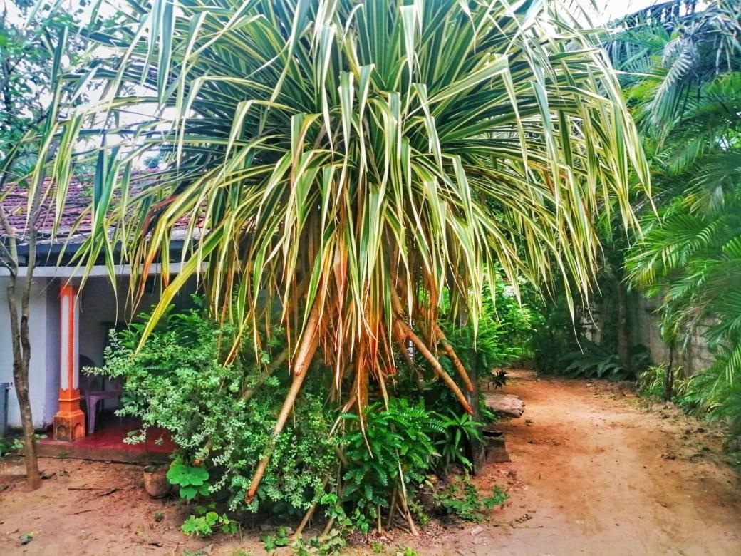 Senith Guest House มิริสซา ภายนอก รูปภาพ